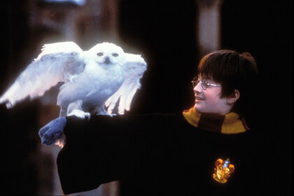 Hedwig Harry Potter and the Philosopher's Stone Still